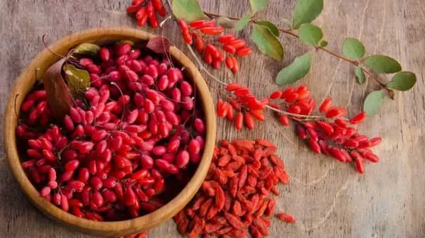 خرید زرشک اناری درجه یک + قیمت عالی با کیفیت تضمینی